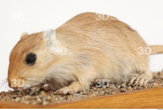 Whole Body Gerbil