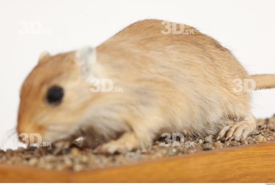 Whole Body Gerbil