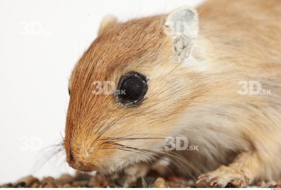 Head Gerbil