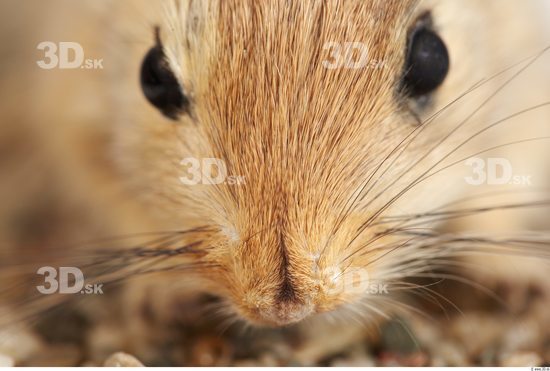 Nose Gerbil