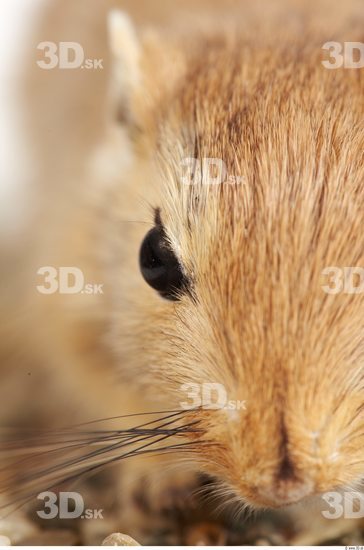 Eye Gerbil