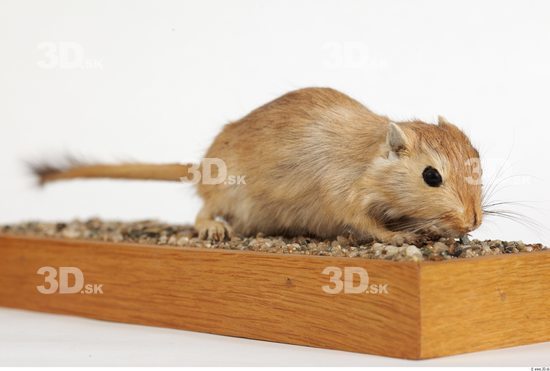 Whole Body Gerbil