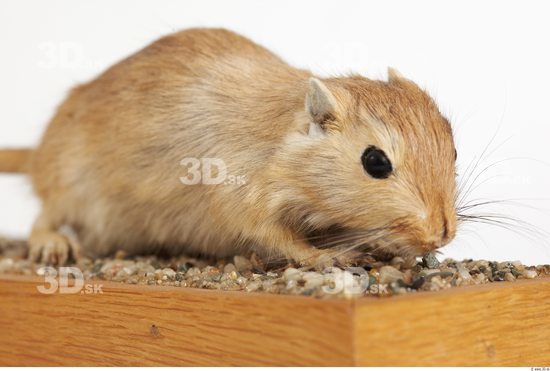 Whole Body Gerbil