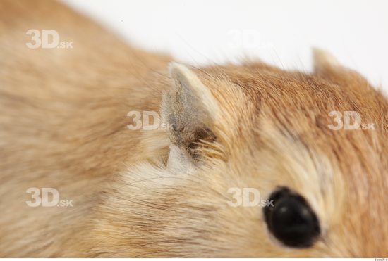 Ear Gerbil