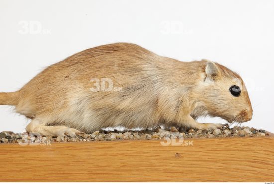 Whole Body Gerbil