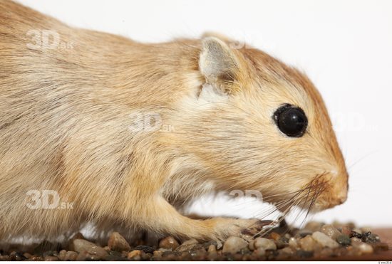 Head Gerbil