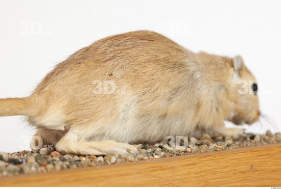 Whole Body Gerbil