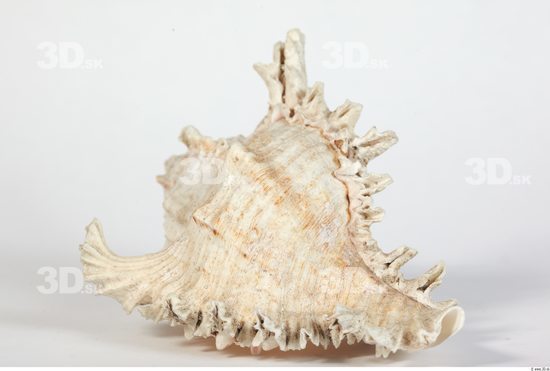 Whole Body Seashell