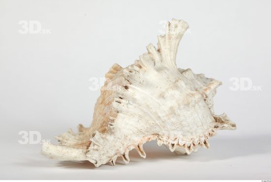 Whole Body Seashell