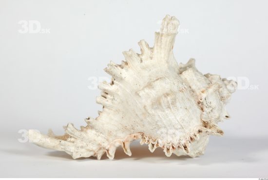 Whole Body Seashell