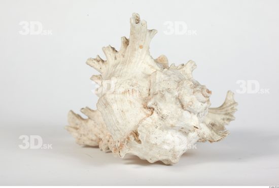 Whole Body Seashell