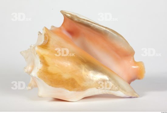 Whole Body Seashell