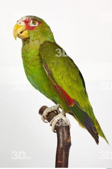 Whole Body Parrot