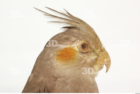 Head Cockatiel