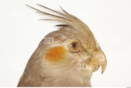 Head Cockatiel