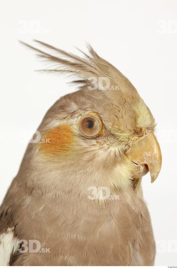 Head Cockatiel