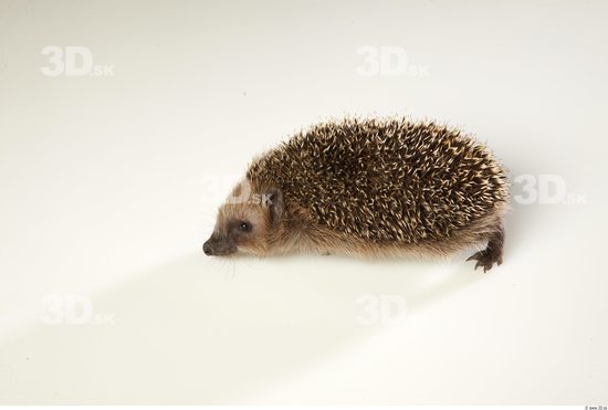 Whole Body Hedgehog