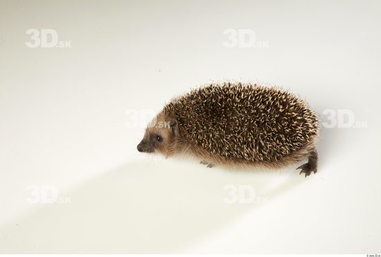 Whole Body Hedgehog