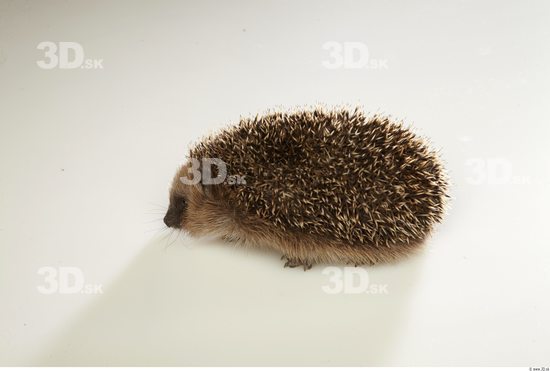 Whole Body Hedgehog