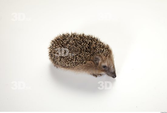 Whole Body Hedgehog