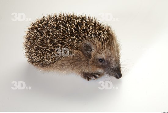 Whole Body Hedgehog