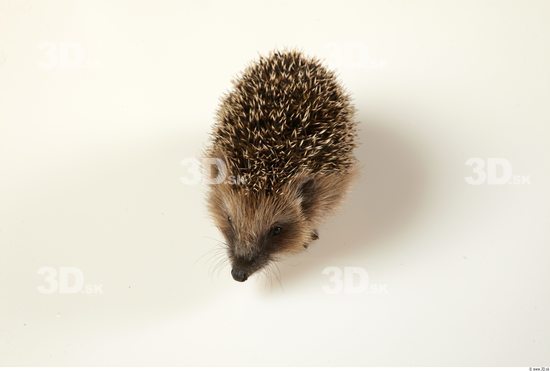 Whole Body Hedgehog