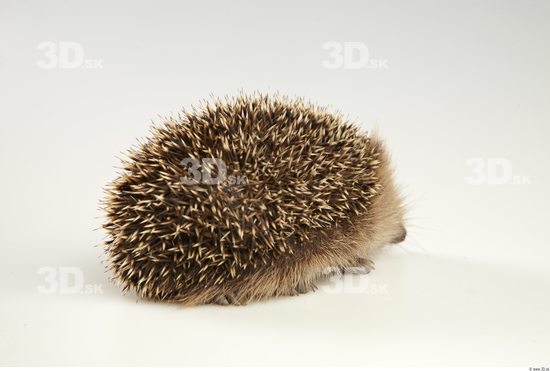 Whole Body Hedgehog