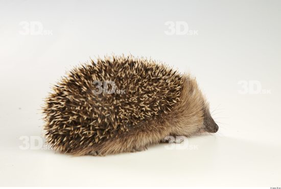 Whole Body Hedgehog