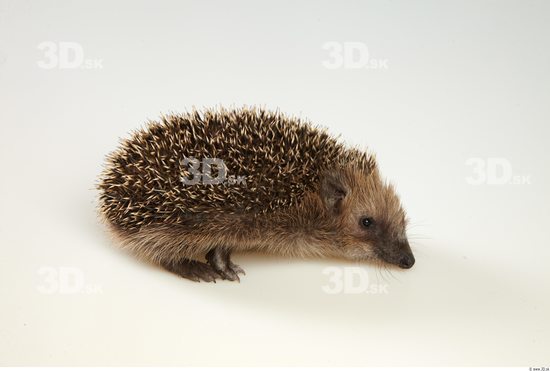 Whole Body Hedgehog