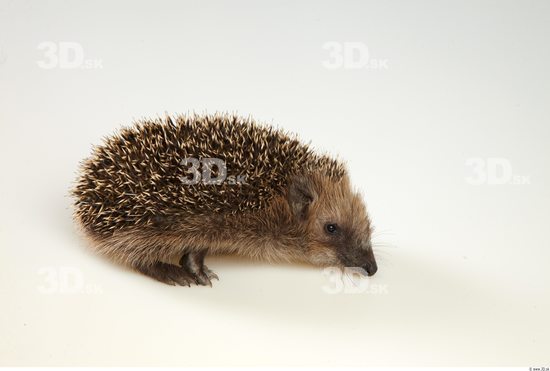 Whole Body Hedgehog