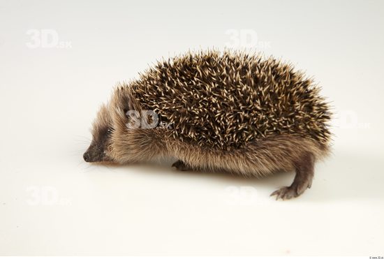 Whole Body Hedgehog