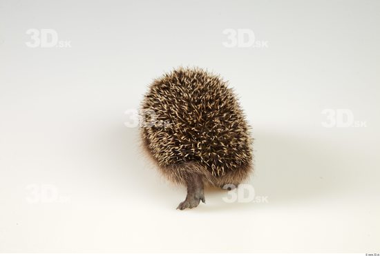 Whole Body Hedgehog