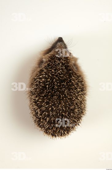 Whole Body Hedgehog