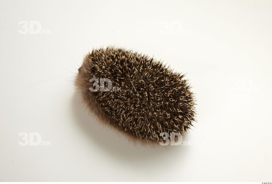 Whole Body Hedgehog