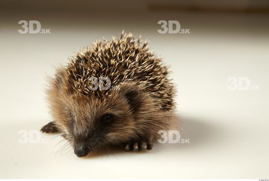 Head Hedgehog