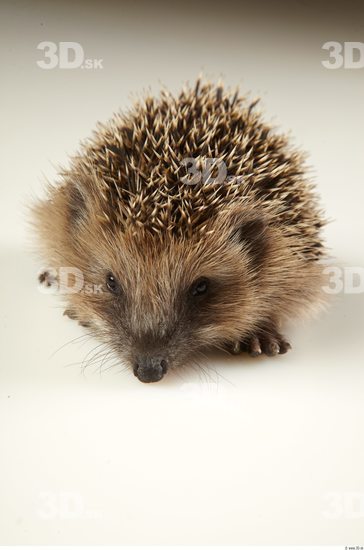 Head Hedgehog