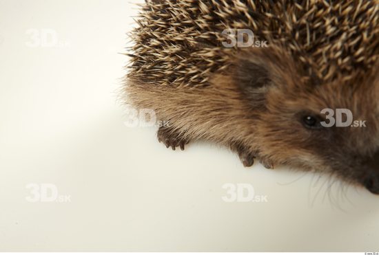 Head Hedgehog