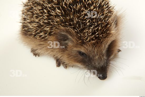 Head Hedgehog