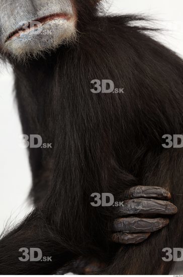 Arm Chimpanzee