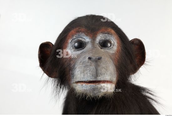 Head Chimpanzee