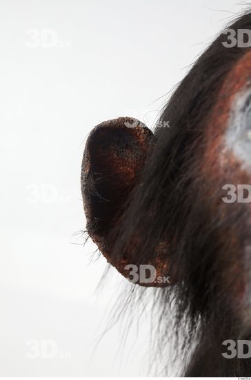 Ear Chimpanzee