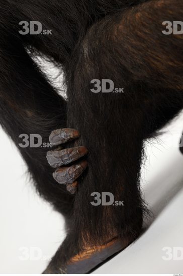 Hand Chimpanzee