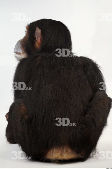 Whole Body Chimpanzee