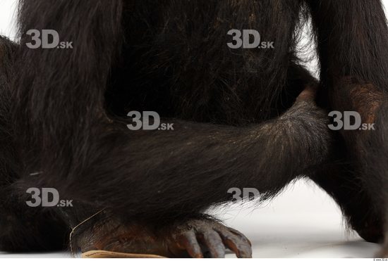 Arm Chimpanzee