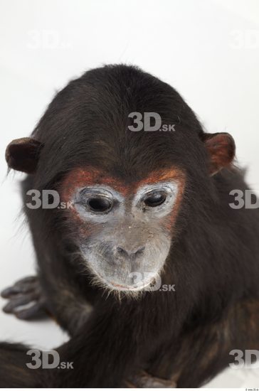 Head Chimpanzee