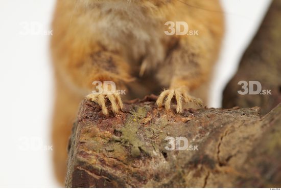 Foot Dormouse