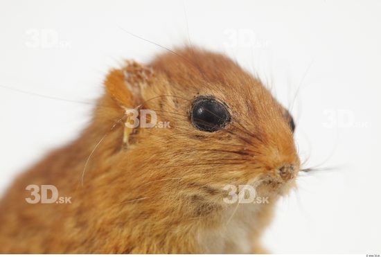 Head Dormouse