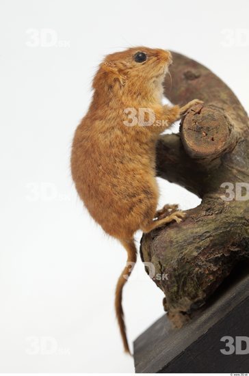 Whole Body Dormouse