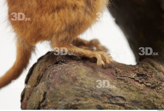 Foot Dormouse