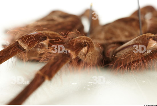 Leg Spider